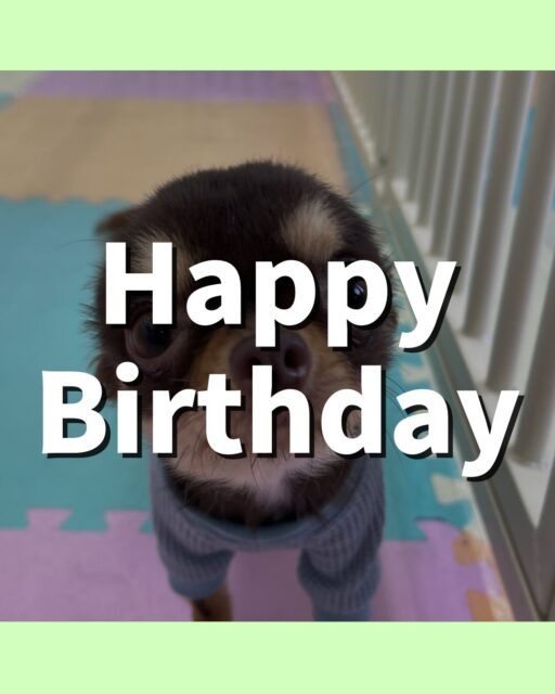 すずちゃん🐶
お誕生日おめでとうございます🎂👏🏻
スタッフにあまえたり、ププちゃんに遊びに誘われていたりしていました☺️
🐾🐶愛犬のお悩みご相談ください🐶🐾
@kenkohmura_official
 ↑フォロー待ってます↑

〒955-0091 新潟県三条市上須頃大割４２８−１
☎︎ 0256-35-2571
✉️ info@kenkohmura.jp
HP: http://kenkohmura.jp
LINE: https://lin.ee/7LIz5sb

#犬幸村#犬の幼稚園 #吠える噛む #犬のしつけ #トイレ
 チワワ チワワ可愛い チワワ大好き