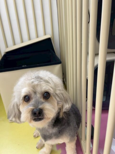 オレオちゃん🐶
本日歯磨きトレーニングを開始して1年7ヶ月が経ちました
歯の状態は少し犬歯に汚れがつきましたが後はきちんとキープできているのでこのまま犬歯を意識して頑張りましょう✊

園内では、大好きなベンとワンプロをしたり、ぽん太に匂いをかがれたり、遊びに誘われてたりしました🤭

🐾🐶愛犬のお悩みご相談ください🐶🐾
@kenkohmura_official
 ↑フォロー待ってます↑

〒955-0091 新潟県三条市上須頃大割４２８−１
☎︎ 0256-35-2571
✉️ info@kenkohmura.jp
HP: http://kenkohmura.jp
LINE: https://lin.ee/7LIz5sb

#犬幸村#犬の幼稚園 #吠える、噛む #犬のしつけ #トイレ
ミックスミックス犬ミックス犬可愛いミックス犬倶楽部