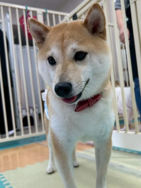 寅丸ちゃん🐶
本日は朝からコタローちゃんと激しいお話し合いやヒップアタックをしあったりして、ワンプロを楽しんだりしていました🤭

レーキングもだいぶ毛が抜けない様になって来ました‼️もう少し頑張っていきましょう✊

🐾🐶愛犬のお悩みご相談ください🐶🐾
@kenkohmura_official
 ↑フォロー待ってます↑

〒955-0091 新潟県三条市上須頃大割４２８−１
☎︎ 0256-35-2571
✉️ info@kenkohmura.jp
HP: http://kenkohmura.jp
LINE: https://lin.ee/7LIz5sb

#犬幸村#犬の幼稚園 #吠える、噛む #犬のしつけ #トイレ
柴犬柴犬可愛い柴犬大好き柴犬可愛いすぎる