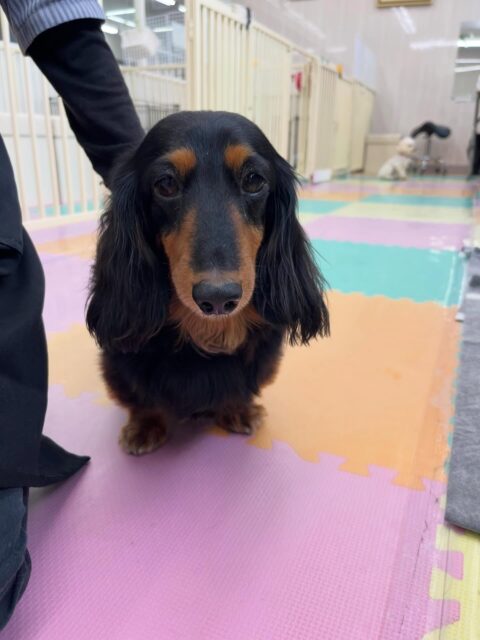クッキーちゃん🐶
スタッフにお腹出してあまえたり、のんびり過ごしていました😄
お散歩トレーニング頑張って歩いていました👏
🐾🐶愛犬のお悩みご相談ください🐶🐾
@kenkohmura_official
 ↑フォロー待ってます↑

〒955-0091 新潟県三条市上須頃大割４２８−１
☎︎ 0256-35-2571
✉️ info@kenkohmura.jp
HP: http://kenkohmura.jp
LINE: https://lin.ee/7LIz5sb

#犬幸村#犬の幼稚園 #吠える噛む #犬のしつけ #トイレ
 ミニチュアダックスフンド ミニチュアダックスフンド可愛い ミニチュアダックスフンドだいすき