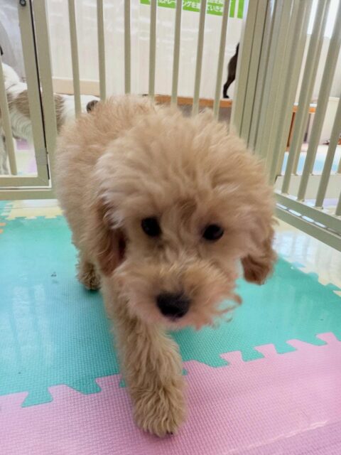 本日幼稚園体験に2頭来てくれました🐶
1頭目の子は最初は緊張していましたがだんだん慣れて来たのか遊んだり、走り回ったりできていました👍

2頭目の子は自分から匂いを嗅ぎにいけたり、挨拶をされたら返したりできていたので非常によかったです👏
次はみんなで遊んだりできる様に頑張りましょう✊

🐾🐶愛犬のお悩みご相談ください🐶🐾
@kenkohmura_official
 ↑フォロー待ってます↑

〒955-0091 新潟県三条市上須頃大割４２８−１
☎︎ 0256-35-2571
✉️ info@kenkohmura.jp
HP: http://kenkohmura.jp
LINE: https://lin.ee/7LIz5sb

#犬幸村#犬の幼稚園 #吠える、噛む #犬のしつけ #トイレ
トイプートイプー可愛いポメラニアンポメラニアン可愛いすぎる