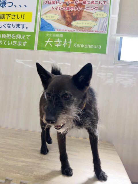 小乃輔ちゃん🐶
ピピちゃんが気に入ったみたいで追いかけたり、スタッフにヒップアタックしてあまえていました☺️
🐾🐶愛犬のお悩みご相談ください🐶🐾
@kenkohmura_official
↑フォロー待ってます↑
〒955-0091 新潟県三条市上須頃大割428−1
☎︎ 0256-35-2571
✉️ info@kenkohmura.jp
HP: http://kenkohmura.jp
LINE: https://lin.ee/7LIz5sb
#犬幸村#犬の幼稚園 #吠える噛む #犬のしつけ #トイレ
ミックス犬 ミックス犬可愛い ミックス犬大好き