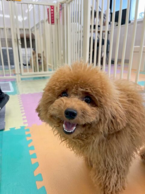 ププちゃん🐶
本日はちょこたんちゃんやきりまるちゃん、ぽん太達と走り回ったり、１日中ワンプロを仕掛けあったりして楽しんでいました🤭

🐾🐶愛犬のお悩みご相談ください🐶🐾
@kenkohmura_official
 ↑フォロー待ってます↑

〒955-0091 新潟県三条市上須頃大割４２８−１
☎︎ 0256-35-2571
✉️ info@kenkohmura.jp
HP: http://kenkohmura.jp
LINE: https://lin.ee/7LIz5sb

#犬幸村#犬の幼稚園 #吠える、噛む #犬のしつけ #トイレ
トイプートイプー可愛いトイプー大好きトイプー倶楽部