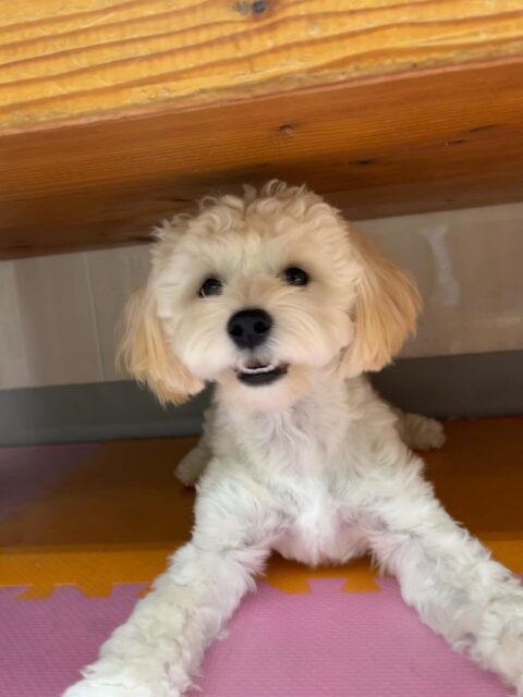 ふうちゃん🐶
くうちゃんやニコペットにいるスタンダードプードルちゃんと楽しそうに遊んでいました✨
お散歩トレーニングでは上手に歩いていました👏
🐾🐶愛犬のお悩みご相談ください🐶🐾
@kenkohmura_official
↑フォロー待ってます↑
〒955-0091 新潟県三条市上須頃大割428−1
☎︎ 0256-35-2571
✉️ info@kenkohmura.jp
HP: http://kenkohmura.jp
LINE: https://lin.ee/7LIz5sb
#犬幸村#犬の幼稚園 #吠える噛む #犬のしつけ #トイレ
ミックス犬 ミックス犬可愛い ミック犬大好き