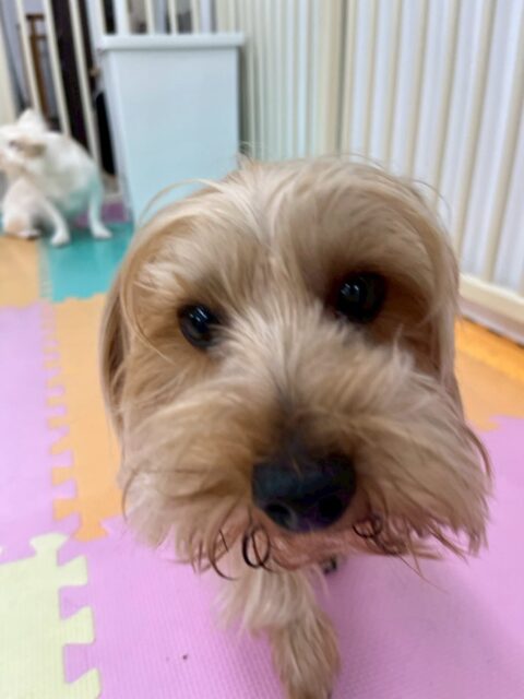 ロンちゃん🐶
本日は来園してすぐにみんなのところに挨拶に行って、いろんな場所の匂いを嗅いだりしていました🤭
園内では、コロンちゃんやププちゃん、らぶちゃん達と走り回ったり、ワンプロを楽しんでいました👍

🐾🐶愛犬のお悩みご相談ください🐶🐾
@kenkohmura_official
 ↑フォロー待ってます↑

〒955-0091 新潟県三条市上須頃大割４２８−１
☎︎ 0256-35-2571
✉️ info@kenkohmura.jp
HP: http://kenkohmura.jp
LINE: https://lin.ee/7LIz5sb

#犬幸村#犬の幼稚園 #吠える、噛む #犬のしつけ #トイレ
ヨーキーヨーキー可愛いヨーキー大好きヨーキー倶楽部