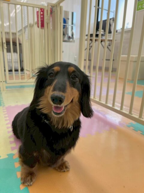 クッキーちゃん🐶
本日はニコペットのちびっ子達にしつこく遊びに誘われてしつこいよ‼️とブチギレていました🤣

午後からはいろんな子達の匂いを嗅いだり、挨拶をしたりして過ごしていました👍

🐾🐶愛犬のお悩みご相談ください🐶🐾
@kenkohmura_official
 ↑フォロー待ってます↑

〒955-0091 新潟県三条市上須頃大割４２８−１
☎︎ 0256-35-2571
✉️ info@kenkohmura.jp
HP: http://kenkohmura.jp
LINE: https://lin.ee/7LIz5sb

#犬幸村#犬の幼稚園 #吠える、噛む #犬のしつけ #トイレ
ダックスダックス可愛いダックス大好きダックス倶楽部