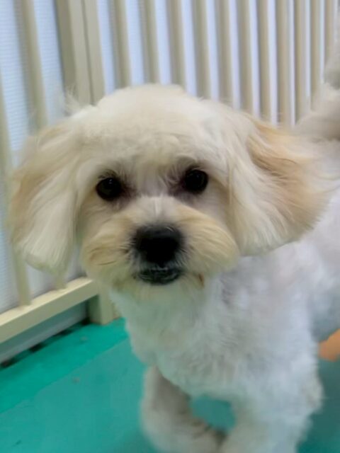 もねちゃん🐶
本日はきりまるちゃんやカノアちゃん、マルちゃん達と激しくワンプロを仕掛けあったり、走り回ったりして非常にヤンチャに遊び回っていました🤭

🐾🐶愛犬のお悩みご相談ください🐶🐾
@kenkohmura_official
 ↑フォロー待ってます↑

〒955-0091 新潟県三条市上須頃大割４２８−１
☎︎ 0256-35-2571
✉️ info@kenkohmura.jp
HP: http://kenkohmura.jp
LINE: https://lin.ee/7LIz5sb

#犬幸村#犬の幼稚園 #吠える、噛む #犬のしつけ #トイレ
ミックスミックス犬ミックス犬可愛いミックス犬大好き
