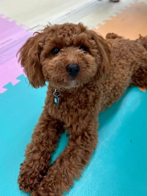モカちゃん🐶
本日はきりまるちゃんやププちゃん達のヤンチャ組と激しいワンプロをしあったり、ビビちゃんやゴロー丸ちゃん達とまったり過ごしたりしてみんなとコミュニケーションをとっていました👍

🐾🐶愛犬のお悩みご相談ください🐶🐾
@kenkohmura_official
 ↑フォロー待ってます↑

〒955-0091 新潟県三条市上須頃大割４２８−１
☎︎ 0256-35-2571
✉️ info@kenkohmura.jp
HP: http://kenkohmura.jp
LINE: https://lin.ee/7LIz5sb

#犬幸村#犬の幼稚園 #吠える、噛む #犬のしつけ #トイレ
トイプートイプー可愛いトイプー可愛いすぎるトイプー大好き