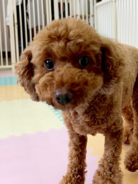 もこちゃん🐶
お客さんにあまえたり、小さい子達を叱ってくれていたりしていました☺️
🐾🐶愛犬のお悩みご相談ください🐶🐾
@kenkohmura_official
 ↑フォロー待ってます↑

〒955-0091 新潟県三条市上須頃大割４２８−１
☎︎ 0256-35-2571
✉️ info@kenkohmura.jp
HP: http://kenkohmura.jp
LINE: https://lin.ee/7LIz5sb

#犬幸村#犬の幼稚園 #吠える噛む #犬のしつけ #トイレ
 トイプードル トイプードル可愛い トイプードル大好き