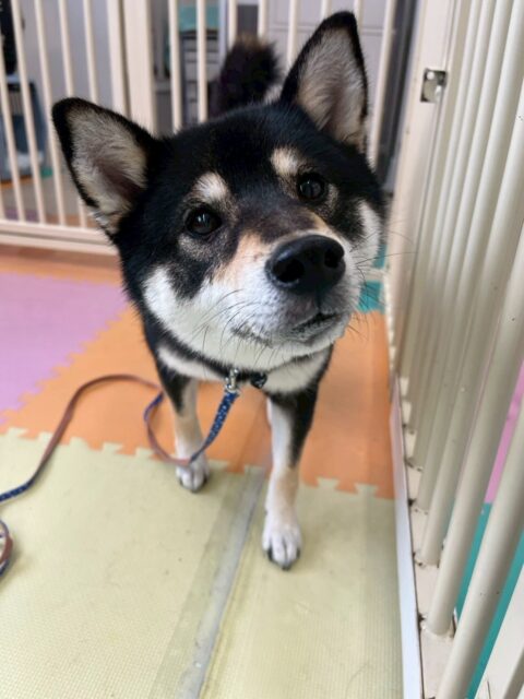 つむぎちゃん🐶
今日は北斗ちゃんにたくさん話しかけていました😊
以前はスタッフの手からおやつを食べなかったつむぎちゃんですが今日は手からおやつを食べてくれました✨
この調子で少しずつ慣らしていきましょう👏

🐾🐶愛犬のお悩みご相談ください🐶🐾
@kenkohmura_official
 ↑フォロー待ってます↑

〒955-0091 新潟県三条市上須頃大割４２８−１
☎︎ 0256-35-2571
✉️ info@kenkohmura.jp
HP: http://kenkohmura.jp
LINE: https://lin.ee/7LIz5sb

#犬幸村#犬の幼稚園 #吠える、噛む #犬のしつけ #トイレ
柴犬　柴　しば