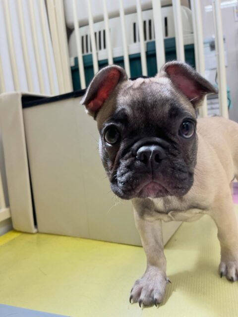 初来園のまるちゃん🐶
くうちゃんと気があったみたいで走り回ったりワンプロしたりとても楽しそうでした🎶
🐾🐶愛犬のお悩みご相談ください🐶🐾
@kenkohmura_official
↑フォロー待ってます↑
〒955-0091 新潟県三条市上須頃大割428−1
☎︎ 0256-35-2571
✉️ info@kenkohmura.jp
HP: http://kenkohmura.jp
LINE: https://lin.ee/7LIz5sb
#犬幸村#犬の幼稚園 #吠える噛む #犬のしつけ #トイレ
フレンチブルドッグ フレンチブルドッグ可愛い フレンチブルドッグ大好き