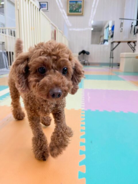 もこちゃん🐶
ニコペットにいるミックスちゃんや北斗ちゃんの臭い嗅いだり、小さい子達が遊んでいるとおしゃべりしていました😊
🐾🐶愛犬のお悩みご相談ください🐶🐾
@kenkohmura_official
 ↑フォロー待ってます↑

〒955-0091 新潟県三条市上須頃大割４２８−１
☎︎ 0256-35-2571
✉️ info@kenkohmura.jp
HP: http://kenkohmura.jp
LINE: https://lin.ee/7LIz5sb

#犬幸村#犬の幼稚園 #吠える噛む #犬のしつけ #トイレ
 トイプードル トイプードルだいすき トイプードル可愛い
