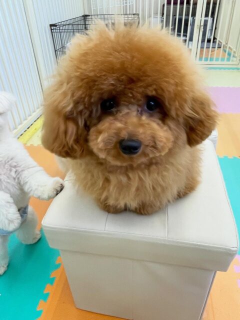 ププちゃん🐶
今日はお店の子犬ちゃん達とプロレスごっこをしたり、ポコちゃんと追いかけっこをして遊んでいました😊
お散歩ではルンルンで楽しそうにしていました✨

🐾🐶愛犬のお悩みご相談ください🐶🐾
@kenkohmura_official
 ↑フォロー待ってます↑

〒955-0091 新潟県三条市上須頃大割４２８−１
☎︎ 0256-35-2571
✉️ info@kenkohmura.jp
HP: http://kenkohmura.jp
LINE: https://lin.ee/7LIz5sb

#犬幸村#犬の幼稚園 #吠える、噛む #犬のしつけ #トイレ
トイプードル　トイプー　といぷー