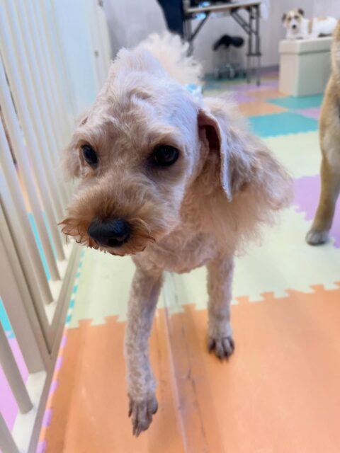 ルイちゃん＆イブちゃん🐶
ルイちゃんはチャリーちゃんにちょっかいかけられたり、スタッフと手遊びしていました😊
⁡
イブちゃんはボランティアの方に甘えたり、午後からのんびり過ごしていました☺️
2頭とも歯磨きトレーニング開始して1年9ヶ月経過しました🦷🪥✨
これからも頑張りましょう！！
🐾🐶愛犬のお悩みご相談ください🐶🐾
@kenkohmura_official
 ↑フォロー待ってます↑

〒955-0091 新潟県三条市上須頃大割４２８−１
☎︎ 0256-35-2571
✉️ info@kenkohmura.jp
HP: http://kenkohmura.jp
LINE: https://lin.ee/7LIz5sb

#犬幸村#犬の幼稚園 #吠える噛む #犬のしつけ #トイレ
 トイプードル トイプードル大好き トイプードル可愛い