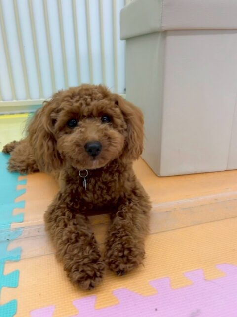 モカちゃん🐶
本日は朝からププちゃんやニコペットのチワワちゃん達と走り回ったり、ワンプロを仕掛けあったりして非常に楽しそうな1日を過ごしていました🤭

🐾🐶愛犬のお悩みご相談ください🐶🐾
@kenkohmura_official
 ↑フォロー待ってます↑

〒955-0091 新潟県三条市上須頃大割４２８−１
☎︎ 0256-35-2571
✉️ info@kenkohmura.jp
HP: http://kenkohmura.jp
LINE: https://lin.ee/7LIz5sb

#犬幸村#犬の幼稚園 #吠える、噛む #犬のしつけ #トイレ
トイプートイプー可愛いトイプー大好きトイプー倶楽部