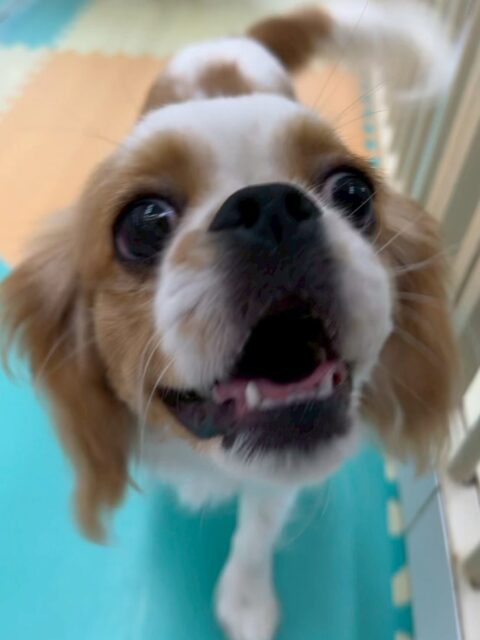 らぶちゃん🐶
本日はロンちゃんやププちゃん、コロンちゃん達と走り回ったり、みんなでお話をしあったりして過ごしていました🤭

他にもスタッフと走り回ったり、手遊びを楽しんでくれた様で可愛かったです😍

🐾🐶愛犬のお悩みご相談ください🐶🐾
@kenkohmura_official
 ↑フォロー待ってます↑

〒955-0091 新潟県三条市上須頃大割４２８−１
☎︎ 0256-35-2571
✉️ info@kenkohmura.jp
HP: http://kenkohmura.jp
LINE: https://lin.ee/7LIz5sb

#犬幸村#犬の幼稚園 #吠える、噛む #犬のしつけ #トイレ
ミックスミックス犬ミックス犬可愛いミックス犬大好きミックス犬倶楽部
