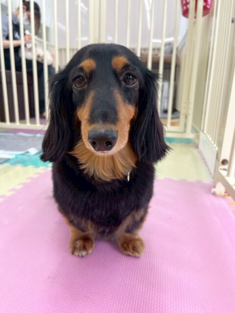 クッキーちゃん🐶
今日はポコちゃんやこむぎちゃんの匂いを嗅いで挨拶したり園内を探検したりしていました😊
お風呂では温かくて気持ちよかったのか眠そうにしていました😆

🐾🐶愛犬のお悩みご相談ください🐶🐾
@kenkohmura_official
 ↑フォロー待ってます↑

〒955-0091 新潟県三条市上須頃大割４２８−１
☎︎ 0256-35-2571
✉️ info@kenkohmura.jp
HP: http://kenkohmura.jp
LINE: https://lin.ee/7LIz5sb

#犬幸村#犬の幼稚園 #吠える、噛む #犬のしつけ #トイレ
ミニチュアダックスフンド　ダックスフンド　ダックス
