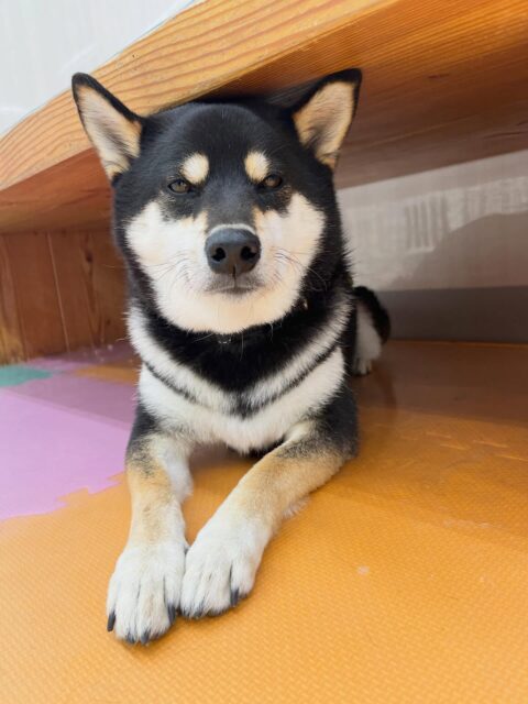 北斗ちゃん🐶
つむぎちゃんと激しくおしゃべりしあっていました😆
レーキングでは本日も沢山毛が抜けてスッキリしました✨
🐾🐶愛犬のお悩みご相談ください🐶🐾
@kenkohmura_official
 ↑フォロー待ってます↑

〒955-0091 新潟県三条市上須頃大割４２８−１
☎︎ 0256-35-2571
✉️ info@kenkohmura.jp
HP: http://kenkohmura.jp
LINE: https://lin.ee/7LIz5sb

#犬幸村#犬の幼稚園 #吠える噛む #犬のしつけ #トイレ
 黒柴 黒柴大好き 黒柴可愛い