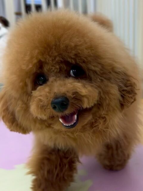 ププちゃん🐶
本日はニコペットのちびっ子軍団と走り回ったり、ワンプロを仕掛けあったりして楽しんでいました🤭
本日も写真の表情が可愛いすぎるププちゃんでした😍

🐾🐶愛犬のお悩みご相談ください🐶🐾
@kenkohmura_official
 ↑フォロー待ってます↑

〒955-0091 新潟県三条市上須頃大割４２８−１
☎︎ 0256-35-2571
✉️ info@kenkohmura.jp
HP: http://kenkohmura.jp
LINE: https://lin.ee/7LIz5sb

#犬幸村#犬の幼稚園 #吠える、噛む #犬のしつけ #トイレ
トイプートイプー可愛いトイプー大好きトイプー倶楽部トイプー可愛いすぎる