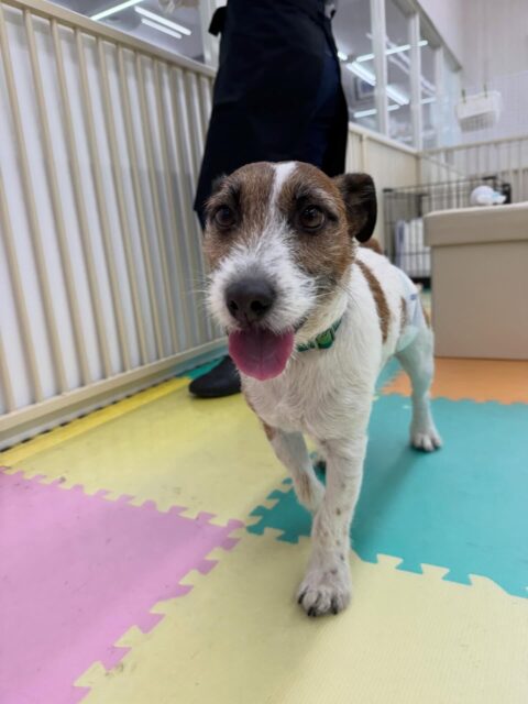 ちゃ六ちゃん🐶
本日はニコペットのちびっ子達やベン達とお話をしたり、匂いを嗅ぎ合ったりしてコミュニケーションをとっていたりしました👍

🐾🐶愛犬のお悩みご相談ください🐶🐾
@kenkohmura_official
 ↑フォロー待ってます↑

〒955-0091 新潟県三条市上須頃大割４２８−１
☎︎ 0256-35-2571
✉️ info@kenkohmura.jp
HP: http://kenkohmura.jp
LINE: https://lin.ee/7LIz5sb

#犬幸村#犬の幼稚園 #吠える、噛む #犬のしつけ #トイレ
ジャックラッセルジャックラッセル可愛いジャックラッセル大好きジャックラッセル倶楽部