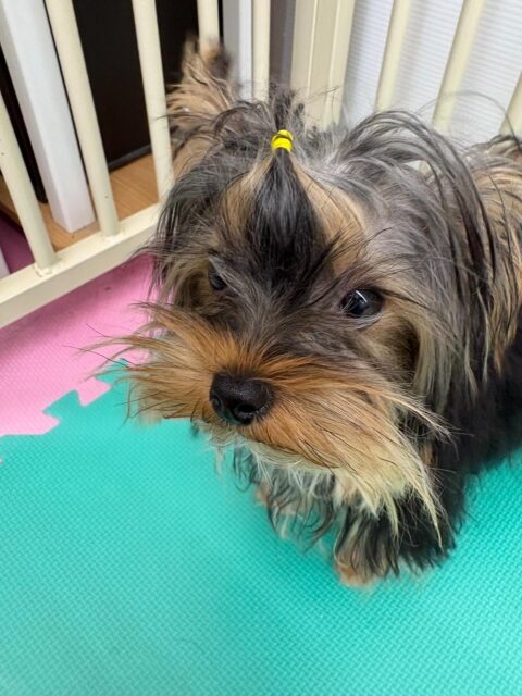 クッキーちゃん🐶
本日はきりまるちゃんやププちゃん達とワンプロを仕掛けあったり、走り回ったりして楽しそうに過ごしていました🤭
みんなとの距離もかなり縮まり表情もだいぶ穏やかになりました👍

🐾🐶愛犬のお悩みご相談ください🐶🐾
@kenkohmura_official
 ↑フォロー待ってます↑

〒955-0091 新潟県三条市上須頃大割４２８−１
☎︎ 0256-35-2571
✉️ info@kenkohmura.jp
HP: http://kenkohmura.jp
LINE: https://lin.ee/7LIz5sb

#犬幸村#犬の幼稚園 #吠える、噛む #犬のしつけ #トイレ
ヨーキーヨーキー可愛いヨーキー大好きヨーキー倶楽部ヨーキー可愛いすぎる