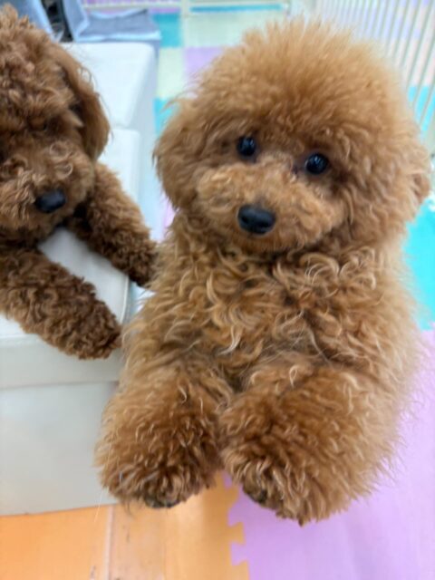 ププちゃん🐶
本日は朝からモカちゃんやきりまるちゃんと楽しく遊びすぎたのか夕方には少しお疲れモードでした🤭
朝からはしゃぎすぎてたまに休憩をしながら本日も楽しんでいました👍

🐾🐶愛犬のお悩みご相談ください🐶🐾
@kenkohmura_official
 ↑フォロー待ってます↑

〒955-0091 新潟県三条市上須頃大割４２８−１
☎︎ 0256-35-2571
✉️ info@kenkohmura.jp
HP: http://kenkohmura.jp
LINE: https://lin.ee/7LIz5sb

#犬幸村#犬の幼稚園 #吠える、噛む #犬のしつけ #トイレ
トイプートイプー可愛いトイプー大好きトイプー倶楽部トイプー可愛いすぎる