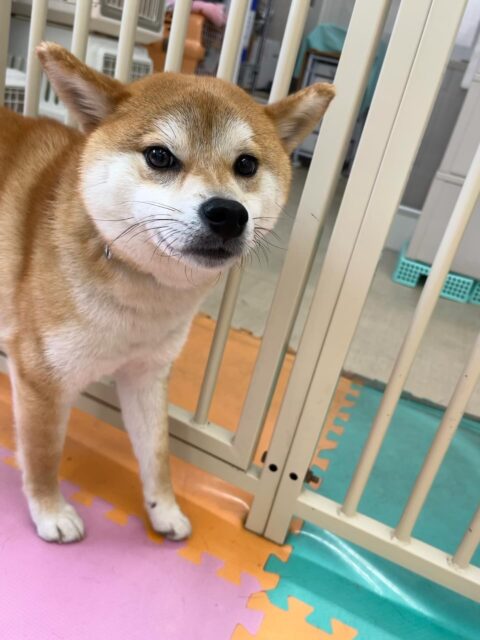 こまちゃん🐶
まるちゃんに遊んで〜と遊びに誘われいたり、ちょこちゃんとおしゃべりしていました😁
⁡
歯磨きトレーニング開始して5ヶ月経過しました🦷🪥✨
歯の白さキープしてるのでこれからも頑張りましょう！！
🐾🐶愛犬のお悩みご相談ください🐶🐾
@kenkohmura_official
 ↑フォロー待ってます↑

〒955-0091 新潟県三条市上須頃大割４２８−１
☎︎ 0256-35-2571
✉️ info@kenkohmura.jp
HP: http://kenkohmura.jp
LINE: https://lin.ee/7LIz5sb

#犬幸村#犬の幼稚園 #吠える噛む #犬のしつけ #トイレ
 柴犬 柴犬可愛い 柴犬大好き