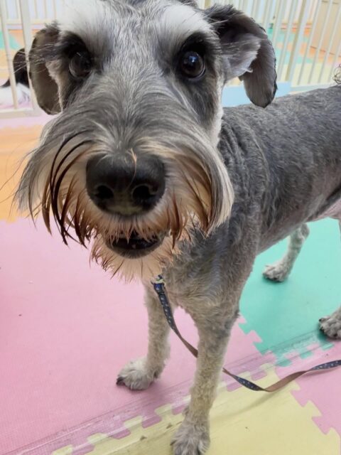 ペリーちゃん🐶
本日は仲良しのちょこたんちゃんやププちゃん達と走り回ったり、ワンプロをしたりして楽しんでいました🤭
他にも夕方にはスタッフの膝の上を取り合ってピピちゃんと激しいお話し合いをしたりして過ごしていました🤣
🐾🐶愛犬のお悩みご相談ください🐶🐾
@kenkohmura_official
↑フォロー待ってます↑
〒955-0091 新潟県三条市上須頃大割428−1
☎︎ 0256-35-2571
✉️ info@kenkohmura.jp
HP: http://kenkohmura.jp
LINE: https://lin.ee/7LIz5sb
#犬幸村#犬の幼稚園 #吠える、噛む #犬のしつけ #トイレ
シュナウザーシュナウザー可愛いシュナウザー大好きシュナウザー倶楽部
