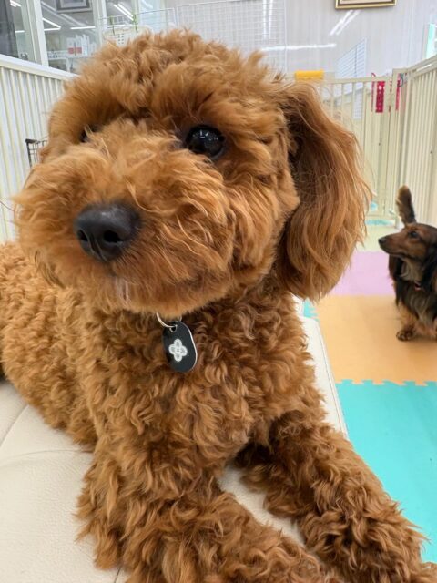 モカちゃん🐶
本日も大の仲良しププちゃん＆きりまるちゃんの大好きペアと朝から楽しく走り回ったり、ワンプロを楽しんだりと非常に楽しそうに過ごしていました👍

🐾🐶愛犬のお悩みご相談ください🐶🐾
@kenkohmura_official
 ↑フォロー待ってます↑

〒955-0091 新潟県三条市上須頃大割４２８−１
☎︎ 0256-35-2571
✉️ info@kenkohmura.jp
HP: http://kenkohmura.jp
LINE: https://lin.ee/7LIz5sb

#犬幸村#犬の幼稚園 #吠える、噛む #犬のしつけ #トイレ
トイプートイプー可愛いトイプー大好きトイプー倶楽部トイプー可愛いすぎる