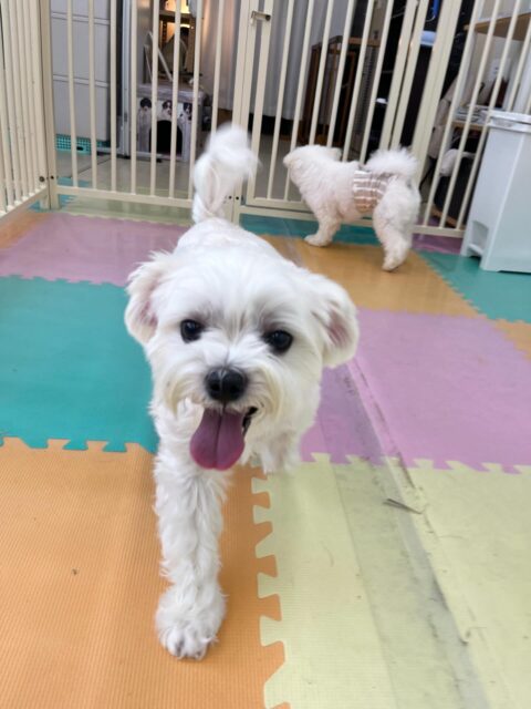 むぎちゃん🐶
ニコペットにいる子達に遊びに誘われていたりして大人気だったむぎちゃんでした😊
🐾🐶愛犬のお悩みご相談ください🐶🐾
@kenkohmura_official
 ↑フォロー待ってます↑

〒955-0091 新潟県三条市上須頃大割４２８−１
☎︎ 0256-35-2571
✉️ info@kenkohmura.jp
HP: http://kenkohmura.jp
LINE: https://lin.ee/7LIz5sb

#犬幸村#犬の幼稚園 #吠える噛む #犬のしつけ #トイレ
 マルチーズ マルチーズ可愛い マルチーズ大好き