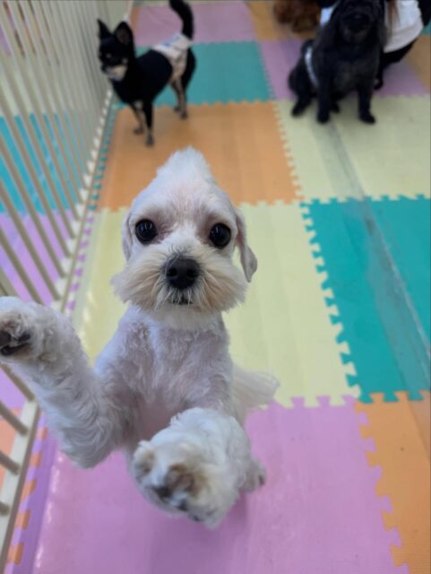 神威ちゃん🐶
本日もププちゃんやモカちゃん、ポコちゃん達のチームトイプードル達と仲良く遊んだり、ひなたちゃんやきりまるちゃん達と匂いをかいだり、コミュニケーションをとったりもしていました👍

🐾🐶愛犬のお悩みご相談ください🐶🐾
@kenkohmura_official
 ↑フォロー待ってます↑

〒955-0091 新潟県三条市上須頃大割４２８−１
☎︎ 0256-35-2571
✉️ info@kenkohmura.jp
HP: http://kenkohmura.jp
LINE: https://lin.ee/7LIz5sb

#犬幸村#犬の幼稚園 #吠える、噛む #犬のしつけ #トイレ
ミックスミックス犬ミックス犬可愛いミックス犬大好きミックス犬倶楽部