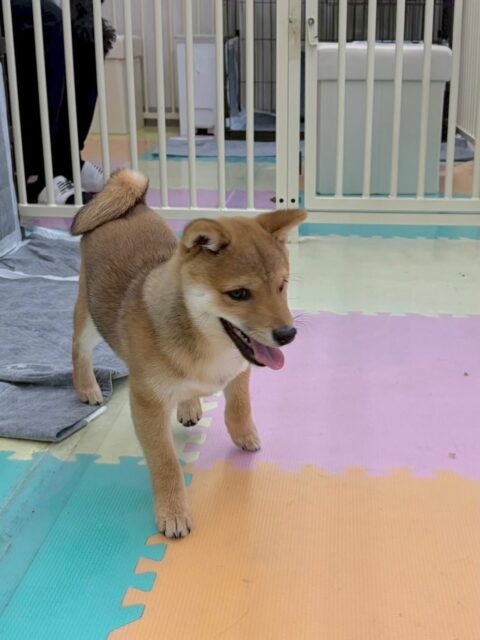 本日幼稚園体験に来てくれました🐶
最初からかなりいろんな子達と走り回ったり、みんなでワンプロをできたりと本当に初めて！？と思うほどいろんな子達と触れ合い、お友達もできていました👏
またいつでもご気軽にお越しください‼️

🐾🐶愛犬のお悩みご相談ください🐶🐾
@kenkohmura_official
 ↑フォロー待ってます↑

〒955-0091 新潟県三条市上須頃大割４２８−１
☎︎ 0256-35-2571
✉️ info@kenkohmura.jp
HP: http://kenkohmura.jp
LINE: https://lin.ee/7LIz5sb

#犬幸村#犬の幼稚園 #吠える、噛む #犬のしつけ #トイレ
豆柴豆柴可愛い豆柴大好き豆柴倶楽部豆柴可愛いすぎる