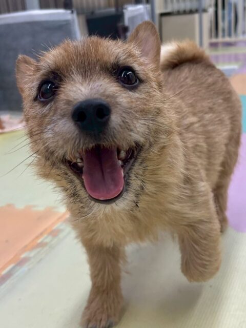 本日の鶴丸🐶
本日はつむぎちゃんが気になるのかかなりアピールをしたり、匂いを嗅ぎ合ったりして挨拶をしたりしていました👍

🐾🐶愛犬のお悩みご相談ください🐶🐾
@kenkohmura_official
 ↑フォロー待ってます↑

〒955-0091 新潟県三条市上須頃大割４２８−１
☎︎ 0256-35-2571
✉️ info@kenkohmura.jp
HP: http://kenkohmura.jp
LINE: https://lin.ee/7LIz5sb

#犬幸村#犬の幼稚園 #吠える、噛む #犬のしつけ #トイレ
ノーリッチテリアノーリッチテリア可愛いノーリッチテリア大好きノーリッチテリア倶楽部