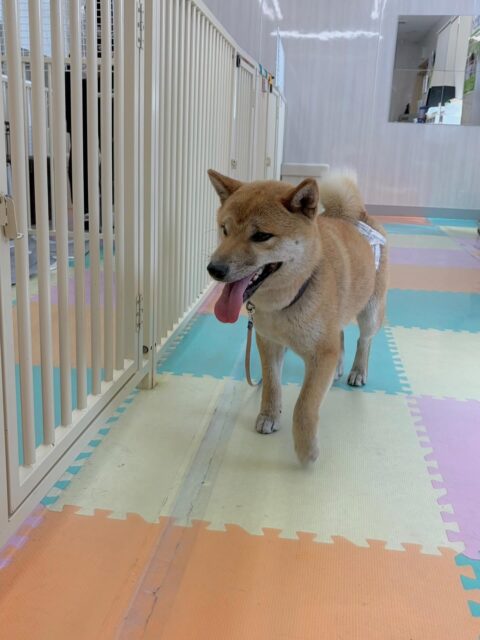 チャリーちゃん🐶
本日は、ヤンチャ組の子達と本当に1日中走り回ったり、ワンプロを仕掛けあったりしてみんな疲れ知らずで非常に激しく楽しく過ごしていました👍

🐾🐶愛犬のお悩みご相談ください🐶🐾
@kenkohmura_official
 ↑フォロー待ってます↑

〒955-0091 新潟県三条市上須頃大割４２８−１
☎︎ 0256-35-2571
✉️ info@kenkohmura.jp
HP: http://kenkohmura.jp
LINE: https://lin.ee/7LIz5sb

#犬幸村#犬の幼稚園 #吠える、噛む #犬のしつけ #トイレ
柴犬柴犬可愛い柴犬大好き柴犬倶楽部柴犬可愛いすぎる
