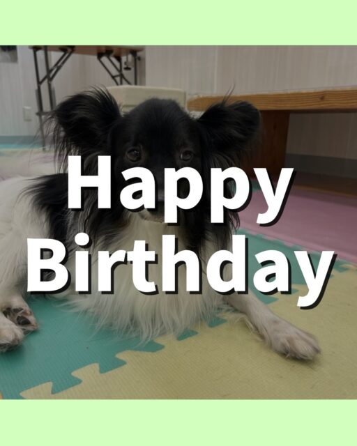 リラちゃん🐶
お誕生日おめでとうございます🎂👏🏻
大好きなマロンちゃんに会えてとても嬉しそうでした☺️
2匹でくっついてたり遊んでいました!!
歯磨きトレーニング開始して1年2ヶ月経過しました🦷🪥✨
上手に歯磨きさせてくれています!これからも頑張りましょう!
🐾🐶愛犬のお悩みご相談ください🐶🐾
@kenkohmura_official
↑フォロー待ってます↑
〒955-0091 新潟県三条市上須頃大割428−1
☎︎ 0256-35-2571
✉️ info@kenkohmura.jp
HP: http://kenkohmura.jp
LINE: https://lin.ee/7LIz5sb
#犬幸村#犬の幼稚園 #吠える噛む #犬のしつけ #トイレ
ミックス犬 ミックス犬大好き ミックス犬可愛い