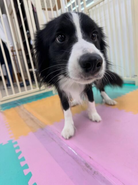 カイちゃん🐶
本日歯磨きトレーニングを開始して1年10ヶ月が経ちました
歯の状態はかなり良い状態でキープできています‼️が、歯茎あたりから少し黄色くなっているので注意して磨きましょう✊

園内ではスタッフに甘えたり、ニコペットのちびっ子達にちょっかいを出したり、出されたりして嬉しそうに尻尾を振ったりしていました🤭

🐾🐶愛犬のお悩みご相談ください🐶🐾
@kenkohmura_official
 ↑フォロー待ってます↑

〒955-0091 新潟県三条市上須頃大割４２８−１
☎︎ 0256-35-2571
✉️ info@kenkohmura.jp
HP: http://kenkohmura.jp
LINE: https://lin.ee/7LIz5sb

#犬幸村#犬の幼稚園 #吠える、噛む #犬のしつけ #トイレ
ボーダーコリーボーダーコリー可愛いボーダーコリー倶楽部ボーダーコリー可愛いすぎる