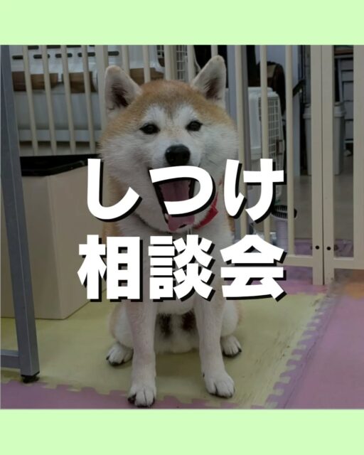 しつけ相談会🐶
本日もたくさんの方にご参加いただきました😆
次回の開催は6/21(日)です😆
こんなお悩みありませんか？
吠え癖が気になる
愛犬の甘噛みが痛い、怖い、嫌っ！
お気軽にお問い合わせください💁

🐾🐶愛犬のお悩みご相談ください🐶🐾
@kenkohmura_official
 ↑フォロー待ってます↑

〒955-0091 新潟県三条市上須頃大割４２８−１
☎︎ 0256-35-2571
✉️ info@kenkohmura.jp
HP: http://kenkohmura.jp
LINE: https://lin.ee/7LIz5sb

#犬幸村#犬の幼稚園 #吠える、噛む #犬のしつけ #トイレ