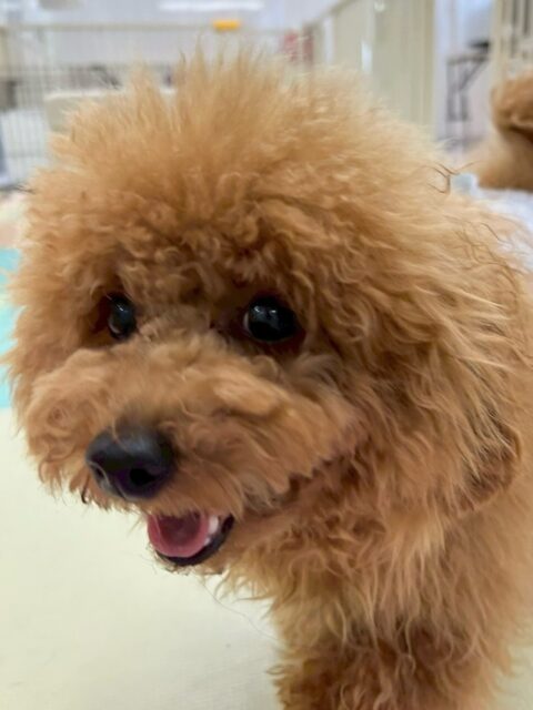 ププちゃん🐶
本日はニコペットのちびっ子に大好きな子がいて完全にロックオンをしていました🤣
他にもぽん太やニコペットのちびっ子達とワンプロを仕掛けあったりして楽しそうに過ごしていました👍

🐾🐶愛犬のお悩みご相談ください🐶🐾
@kenkohmura_official
 ↑フォロー待ってます↑

〒955-0091 新潟県三条市上須頃大割４２８−１
☎︎ 0256-35-2571
✉️ info@kenkohmura.jp
HP: http://kenkohmura.jp
LINE: https://lin.ee/7LIz5sb

#犬幸村#犬の幼稚園 #吠える、噛む #犬のしつけ #トイレ
トイプートイプー可愛いトイプー大好きトイプー倶楽部