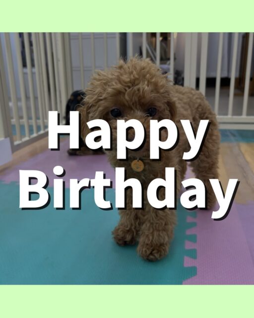 ルナちゃん🐶
お誕生日おめでとうございます🎂👏🏻
似ている結希ちゃんと挨拶したり、ニコペットにいる子達から遊びに誘われていました☺️
幼稚園の中も怖がらずに歩いていたり成長しました！
🐾🐶愛犬のお悩みご相談ください🐶🐾
@kenkohmura_official
 ↑フォロー待ってます↑

〒955-0091 新潟県三条市上須頃大割４２８−１
☎︎ 0256-35-2571
✉️ info@kenkohmura.jp
HP: http://kenkohmura.jp
LINE: https://lin.ee/7LIz5sb

#犬幸村#犬の幼稚園 #吠える噛む #犬のしつけ #トイレ
 トイプードル トイプードル大好き トイプードル可愛い