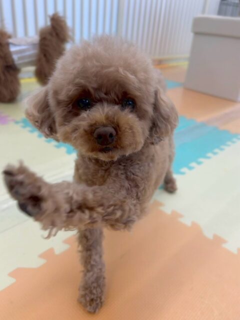結希ちゃん🐶
本日歯磨きトレーニングを開始して1年10ヶ月が経ちました
歯の状態は少し汚れがついている様に感じました‼️お家でも頑張って前の状態に戻し、キープできる様に頑張りましょう✊

園内では、ルナちゃんやクッキーちゃん達に自分から挨拶をしたり匂いを嗅ぎに行ったりしてコミュニケーションをとっていました👍

🐾🐶愛犬のお悩みご相談ください🐶🐾
@kenkohmura_official
 ↑フォロー待ってます↑

〒955-0091 新潟県三条市上須頃大割４２８−１
☎︎ 0256-35-2571
✉️ info@kenkohmura.jp
HP: http://kenkohmura.jp
LINE: https://lin.ee/7LIz5sb

#犬幸村#犬の幼稚園 #吠える、噛む #犬のしつけ #トイレ
トイプートイプー可愛いトイプー大好きトイプー倶楽部