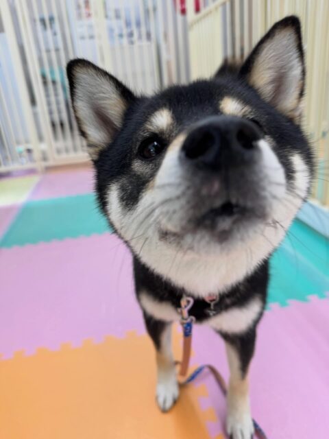 つむぎちゃん🐶
本日は鶴丸とかなり距離が近くなってもあまり怒ったり、口が出たりせずに我慢したり、自分から匂いを嗅ぎに行ったりもできていて非常に良かったです👍

🐾🐶愛犬のお悩みご相談ください🐶🐾
@kenkohmura_official
 ↑フォロー待ってます↑

〒955-0091 新潟県三条市上須頃大割４２８−１
☎︎ 0256-35-2571
✉️ info@kenkohmura.jp
HP: http://kenkohmura.jp
LINE: https://lin.ee/7LIz5sb

#犬幸村#犬の幼稚園 #吠える、噛む #犬のしつけ #トイレ
柴犬柴犬可愛い柴犬大好き柴犬倶楽部