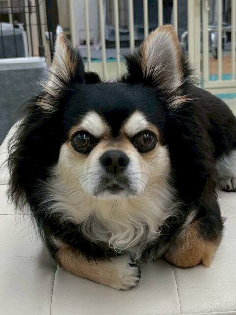 ゴロー丸ちゃん🐶
本日はニコペットのちびっ子達にたくさんちょっかいを出されたり、カイちゃんが気になったのか園内に入ると猛ダッシュで走って来て匂いを嗅いだりしていました🤣

🐾🐶愛犬のお悩みご相談ください🐶🐾
@kenkohmura_official
 ↑フォロー待ってます↑

〒955-0091 新潟県三条市上須頃大割４２８−１
☎︎ 0256-35-2571
✉️ info@kenkohmura.jp
HP: http://kenkohmura.jp
LINE: https://lin.ee/7LIz5sb

#犬幸村#犬の幼稚園 #吠える、噛む #犬のしつけ #トイレ
チワワチワワ可愛いチワワ大好きチワワ倶楽部チワワ可愛いすぎる