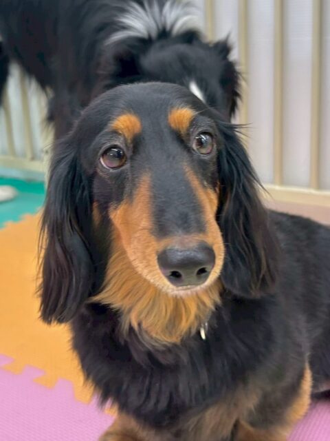 クッキーちゃん🐶
本日は自分から匂いを嗅ぎに行く瞬間が非常に多く、かなりテンションが高かったです🤭
やん丸やカイちゃん、ぽん太達の匂いを走って嗅ぎに行ったりもしていて可愛かったです😍

🐾🐶愛犬のお悩みご相談ください🐶🐾
@kenkohmura_official
 ↑フォロー待ってます↑

〒955-0091 新潟県三条市上須頃大割４２８−１
☎︎ 0256-35-2571
✉️ info@kenkohmura.jp
HP: http://kenkohmura.jp
LINE: https://lin.ee/7LIz5sb

#犬幸村#犬の幼稚園 #吠える、噛む #犬のしつけ #トイレ
ダックスダックス可愛いダックス大好きダックス倶楽部ダックス可愛いすぎる
