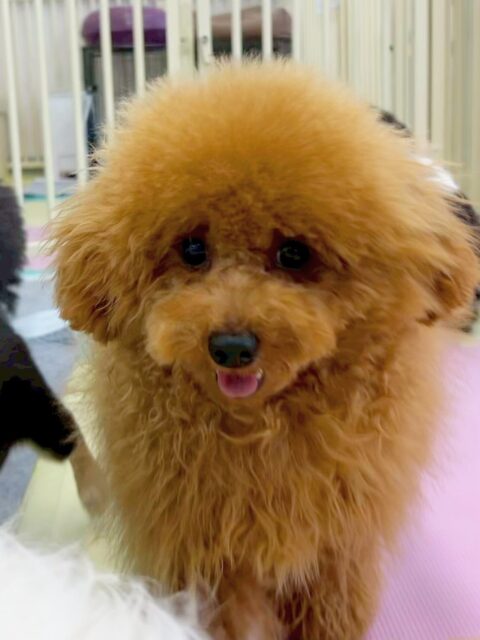 ププちゃん🐶
今日はモカちゃんやお店の子犬ちゃん達とプロレスごっこをしたり、追いかけっこをしたりして楽しそうでした😆
足周りやお顔を少しカットして過ごしやすくなりましたね✨
🐾🐶愛犬のお悩みご相談ください🐶🐾
@kenkohmura_official
↑フォロー待ってます↑
〒955-0091 新潟県三条市上須頃大割428−1
☎︎ 0256-35-2571
✉️ info@kenkohmura.jp
HP: http://kenkohmura.jp
LINE: https://lin.ee/7LIz5sb
#犬幸村#犬の幼稚園 #吠える、噛む #犬のしつけ #トイレ
トイプードル トイプー といぷー