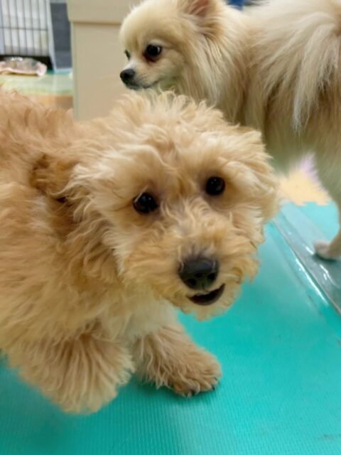 初来園のはなちゃん🐶
今日はお店の小さい子達と追いかけっこをして楽しそうに遊んでいました😊
とても友好的で積極的に挨拶や遊びに誘ったりしていました👏
🐾🐶愛犬のお悩みご相談ください🐶🐾
@kenkohmura_official
↑フォロー待ってます↑
〒955-0091 新潟県三条市上須頃大割428−1
☎︎ 0256-35-2571
✉️ info@kenkohmura.jp
HP: http://kenkohmura.jp
LINE: https://lin.ee/7LIz5sb
#犬幸村#犬の幼稚園 #吠える、噛む #犬のしつけ #トイレ
ミックス犬 mix犬 ミックス犬だいすき