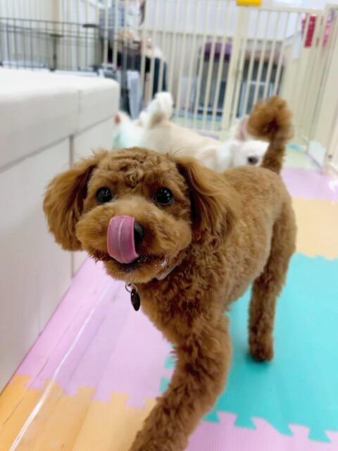 モカちゃん🐶
今日はお店のチワワちゃんと追いかけっこをしたり、マルちゃんやベルちゃんとプロレスごっこをしたりして楽しそうでした😊
椅子の上でリラックスしながらも遊び続けていました😆
🐾🐶愛犬のお悩みご相談ください🐶🐾
@kenkohmura_official
↑フォロー待ってます↑
〒955-0091 新潟県三条市上須頃大割428−1
☎︎ 0256-35-2571
✉️ info@kenkohmura.jp
HP: http://kenkohmura.jp
LINE: https://lin.ee/7LIz5sb
#犬幸村#犬の幼稚園 #吠える、噛む #犬のしつけ #トイレ
トイプードル トイプー といぷー