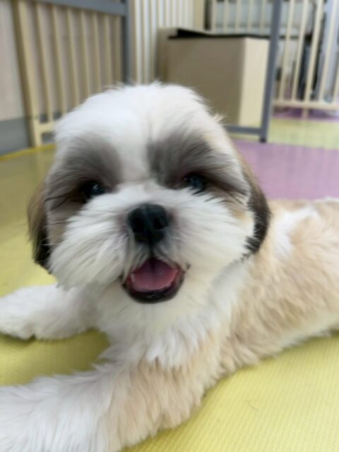 まるちゃん🐶
本日は顔まわりのカットを非常に頑張ってくれてさらにキュートになりました😍
園内ではベルちゃんやププちゃん、ぽん太達と走り回ったりして非常に楽しそうに過ごしていました👍
🐾🐶愛犬のお悩みご相談ください🐶🐾
@kenkohmura_official
↑フォロー待ってます↑
〒955-0091 新潟県三条市上須頃大割428−1
☎︎ 0256-35-2571
✉️ info@kenkohmura.jp
HP: http://kenkohmura.jp
LINE: https://lin.ee/7LIz5sb
#犬幸村#犬の幼稚園 #吠える、噛む #犬のしつけ #トイレ
ミックスミックス犬ミックス犬可愛いミックス犬大好きミックス犬倶楽部