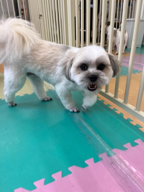 ゆずちゃん🐶
はにちゃんやニコペットにいる子達と仲良く楽しそうに遊んでいました🎶
お手入れやカットも頑張っていました✂️
🐾🐶愛犬のお悩みご相談ください🐶🐾
@kenkohmura_official
↑フォロー待ってます↑
〒955-0091 新潟県三条市上須頃大割428−1
☎︎ 0256-35-2571
✉️ info@kenkohmura.jp
HP: http://kenkohmura.jp
LINE: https://lin.ee/7LIz5sb
#犬幸村#犬の幼稚園 #吠える噛む #犬のしつけ #トイレ
ミックス犬 ミックス犬可愛い ミックス犬大好き