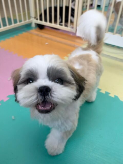 マルちゃん🐶
ゆずちゃんが気に入ったみたいで後ろに着いて歩いたり遊んだりしていました☺️
ニコペットにいる子達とも楽しそうに遊んだりしていました✨
🐾🐶愛犬のお悩みご相談ください🐶🐾
@kenkohmura_official
↑フォロー待ってます↑
〒955-0091 新潟県三条市上須頃大割428−1
☎︎ 0256-35-2571
✉️ info@kenkohmura.jp
HP: http://kenkohmura.jp
LINE: https://lin.ee/7LIz5sb
#犬幸村#犬の幼稚園 #吠える噛む #犬のしつけ #トイレ
シーズー シーズー可愛い シーズー大好き
