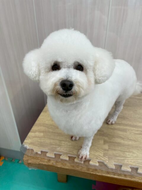 よもぎちゃん🐶
本日はやん丸にあいさつをしたり、ニコペットのちびっ子達やぽん太にちょっかいを出されたりしてブチギレたりしていました🤣
🐾🐶愛犬のお悩みご相談ください🐶🐾
@kenkohmura_official
↑フォロー待ってます↑
〒955-0091 新潟県三条市上須頃大割428−1
☎︎ 0256-35-2571
✉️ info@kenkohmura.jp
HP: http://kenkohmura.jp
LINE: https://lin.ee/7LIz5sb
#犬幸村#犬の幼稚園 #吠える、噛む #犬のしつけ #トイレ
ミックスミックス犬ミックス犬可愛いミックス犬大好き